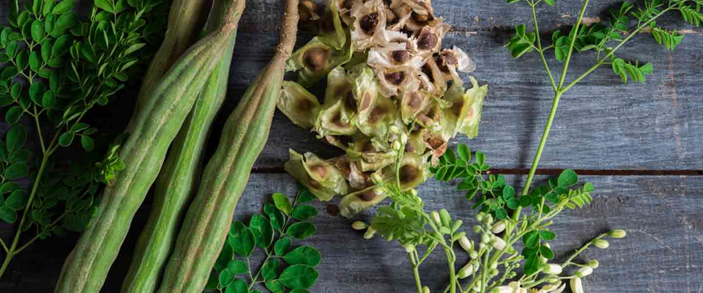 Cad é Moringa Tae, Cad iad na Buntáistí a bhaineann le Tae Moringa?